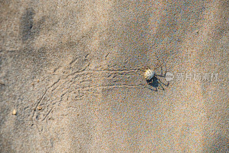 叶蜘蛛(Argiope lobata)，世界上最毒的蜘蛛之一，在沙滩上行走